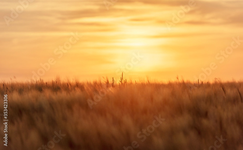 wheat field at sunset © danimages
