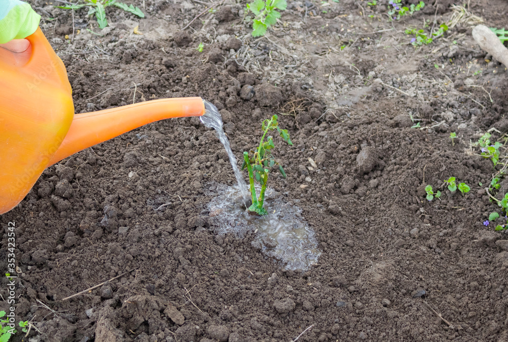 The stalk of the rose in the ground, watering. Rose transplanting, gardening. The stalk of the rose in the ground, watering. Rose transplanting, gardening.