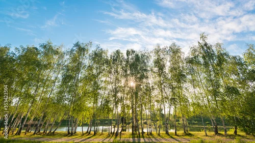 Obraz Młode zielone brzozy 