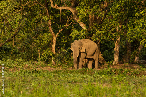 Photography Image of a wild Asian Elephant with small tusks standing at the edge of a jungle