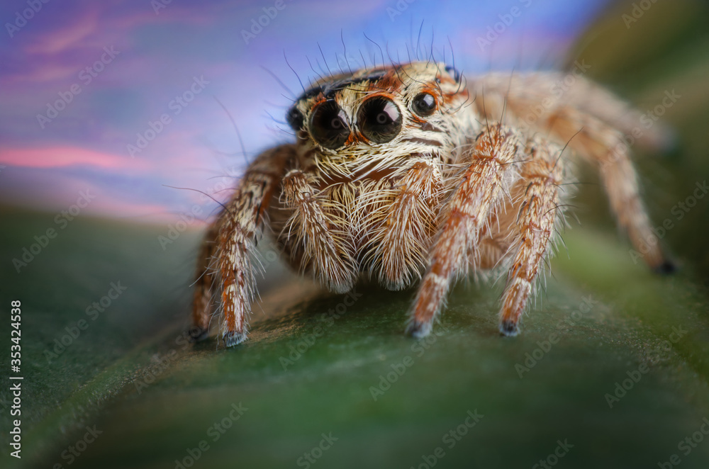macro closeup on Hyllus semicupreus Jumping Spider. This spider is known to eat small insects like grasshoppers, flies, bees as well as other small spiders. macro closeup on Hyllus semicupreus Jumping Spider. This spider is known to eat small insects like grasshoppers, flies, bees as well as other small spiders.