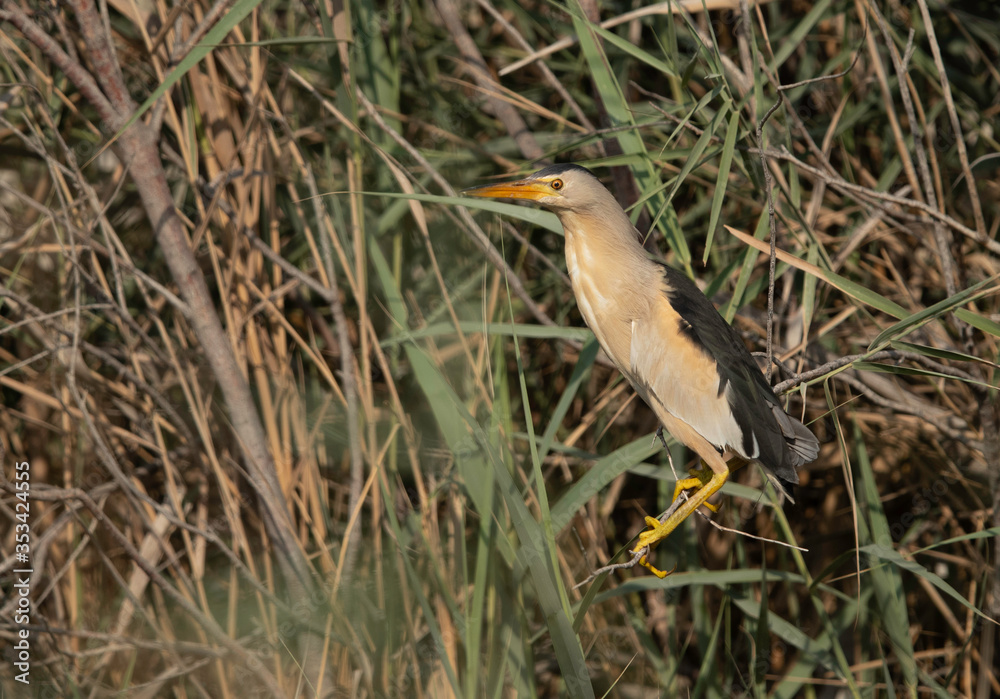 Little Bittern in its habitat at Asker marsh, Bahrain