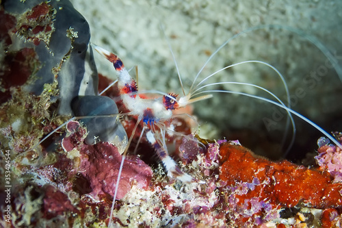 Banded boxer shrimp. Shrimp cleaner. The most common and observed are cleaner shrimps.