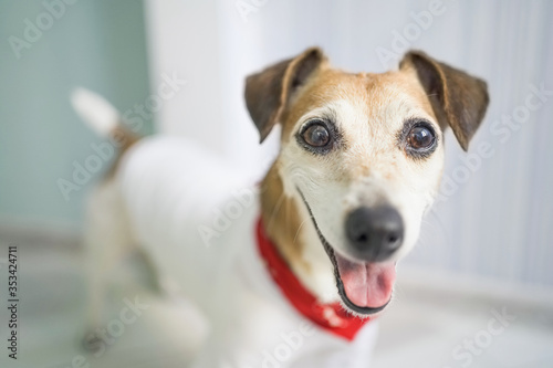 Happy dog muzzle looking to the camera. Red scarf fashion stylish accessory Kerchief. positive emotions vibes. Have fun. Pet clothes. Jack Russell terrier adorable cute pup. 