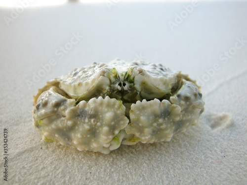Box crab (Calappa sp) light color. Members of the Calappidae family are usually called box crabs, since they can pull their legs into the body. photo