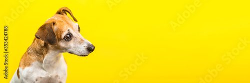 Foto attentive curious wondering asking emotion expression dog muzzle on yellow background