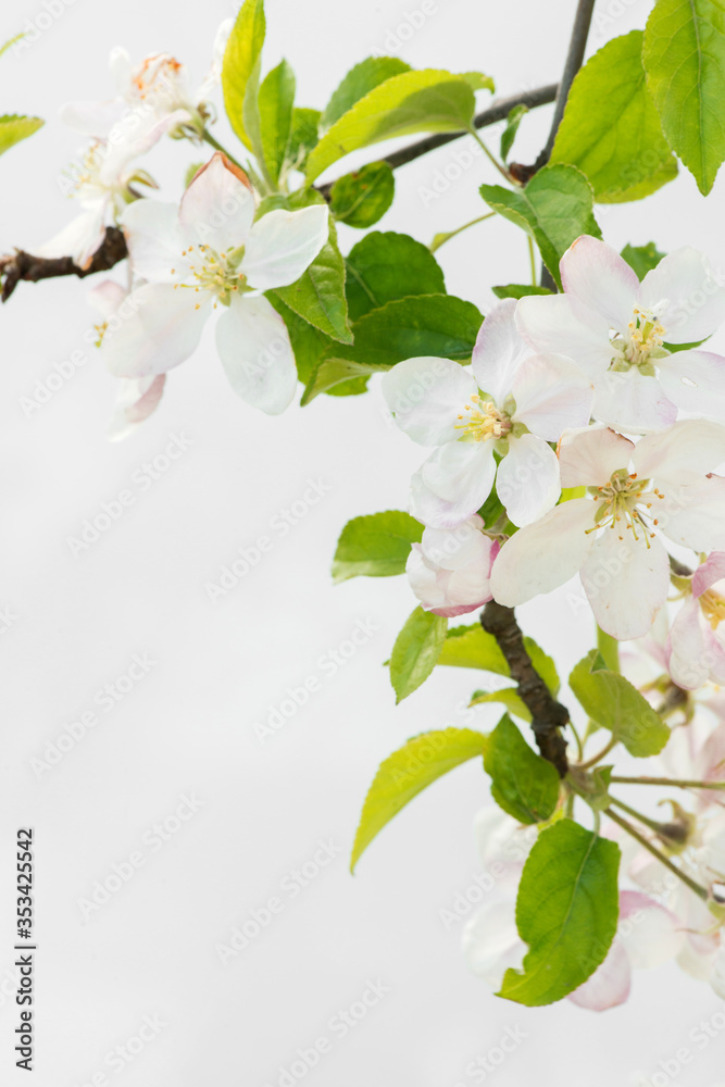 Obraz premium Blooming apple tree branch. Apple tree flowers. Flowering apple trees in early spring.