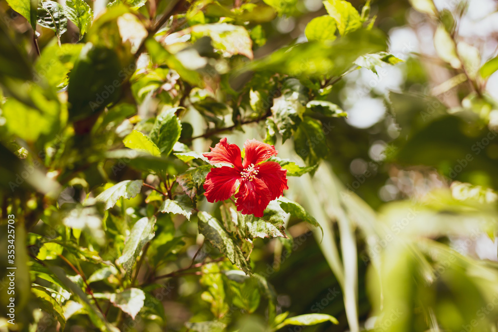 Close up of red Hibiscus rosa-sinensis Close up of red Hibiscus rosa-sinensis