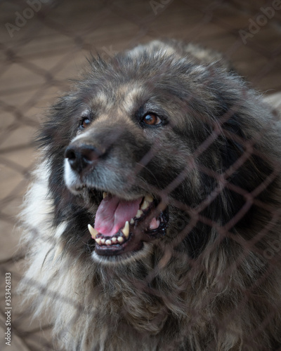 Portrait of a Caucasian Shepherd Dog