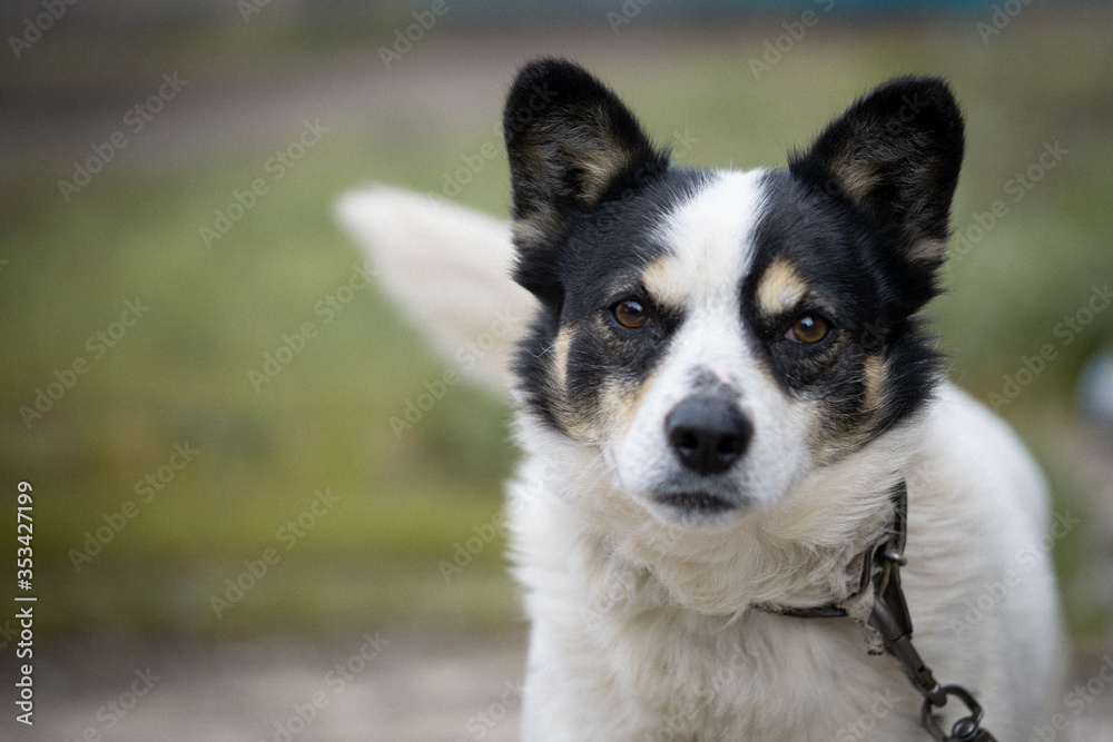 Portrait of a dog on a chain outdoor