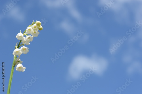 lily of the valley white flower on a background of blue sky
