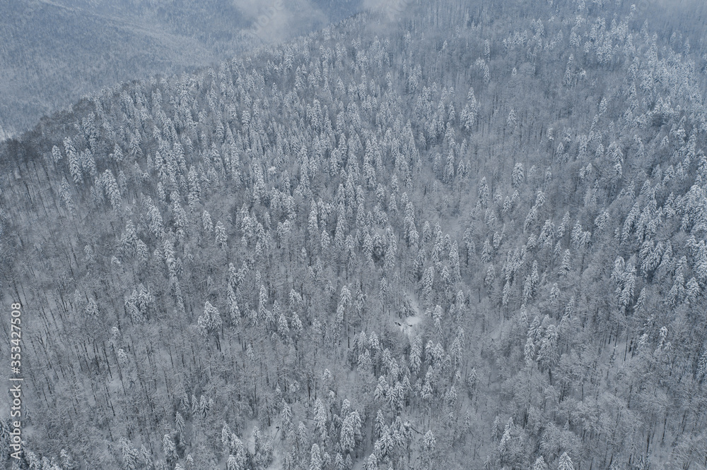 Aerial drone view in mountain forest. Winter landscape. Snowy Fir and Pine trees. Snowy tree branch in a view of the winter forest. Winter landscape, forest, trees covered with frost, snow.