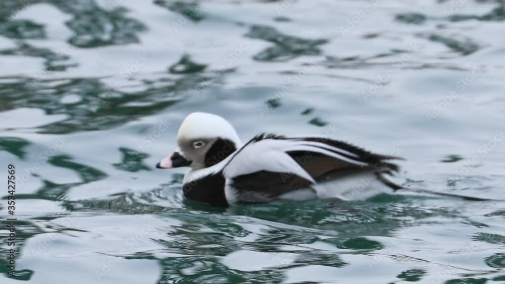 Male Long-Tailed Duck, Clangula hyemalis, in the winter Male Long-Tailed Duck, Clangula hyemalis, in the winter