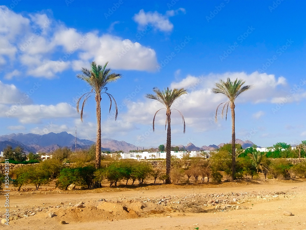 Beautiful desert landscape with palm trees and mountains in sunny weather. Sharm el Sheikh at the southern tip of the Sinai Peninsula on the Red Sea coast of the Egyptian Riviera. Beautiful desert landscape with palm trees and mountains in sunny weather. Sharm el Sheikh at the southern tip of the Sinai Peninsula on the Red Sea coast of the Egyptian Riviera.