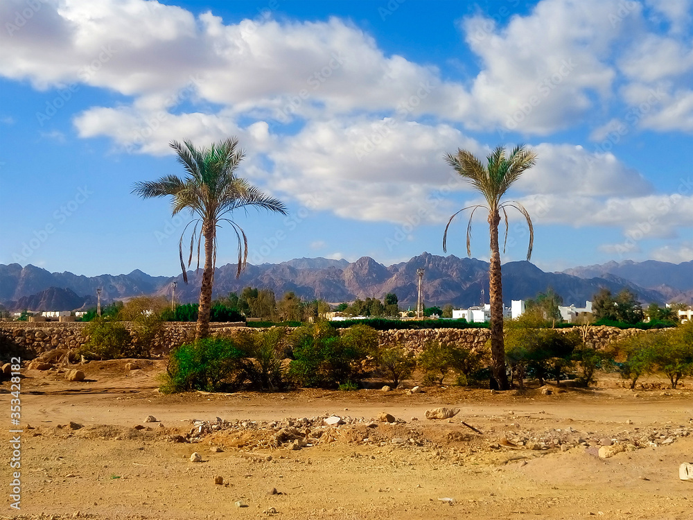 Beautiful desert landscape with palm trees and mountains in sunny weather. Sharm el Sheikh at the southern tip of the Sinai Peninsula on the Red Sea coast of the Egyptian Riviera. Beautiful desert landscape with palm trees and mountains in sunny weather. Sharm el Sheikh at the southern tip of the Sinai Peninsula on the Red Sea coast of the Egyptian Riviera.