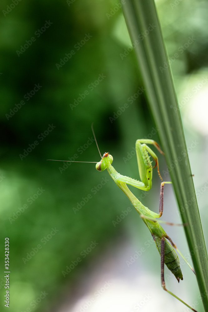 Big mantis close-up sits on the grass with blurred background. Big mantis close-up sits on the grass with blurred background.