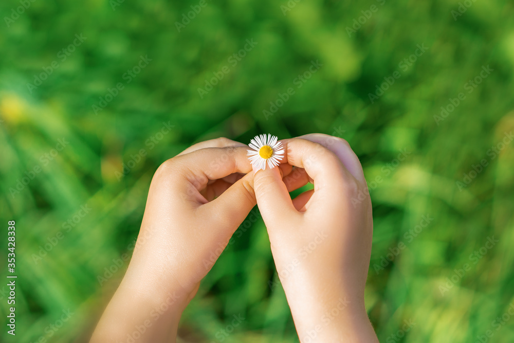 Top view of a white daisy in little hands of child outdoor in summer.