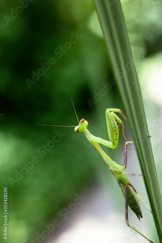 Big mantis close-up sits on the grass with blurred background.