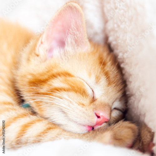 Cute little ginger kitten sleeps on white soft cat bedding