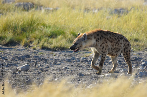 Spotted Hyena walking through the golden grass in Etosha National Park, Namibia © Ruben
