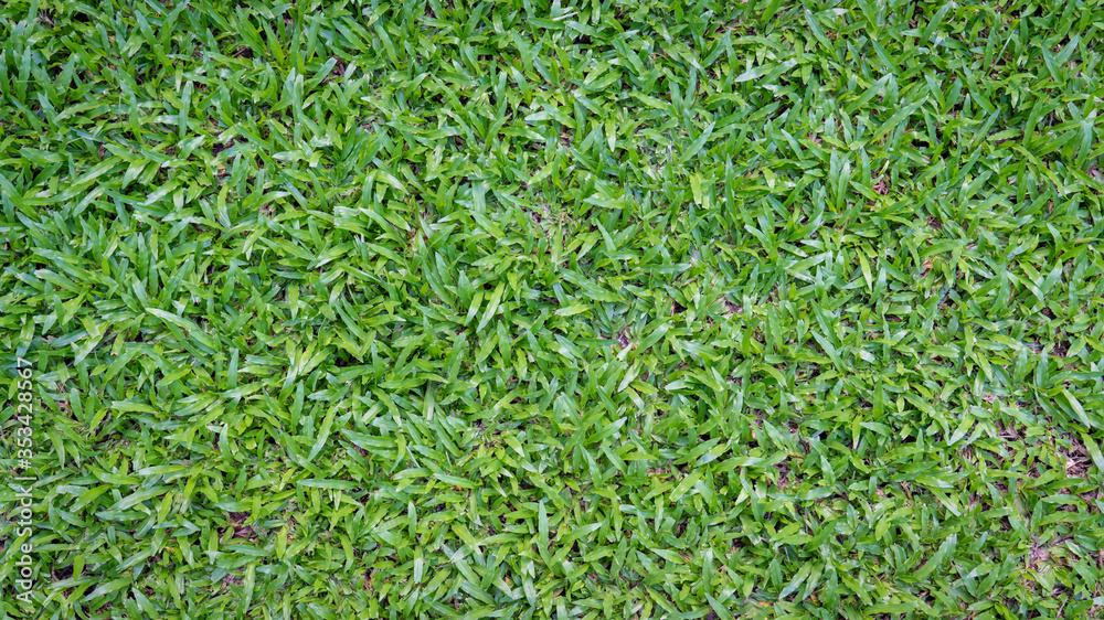 Top view of green grass background. Top view of green grass background.