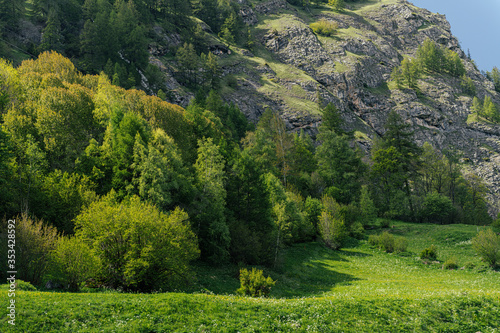 Forest in the Alpine Mountains.