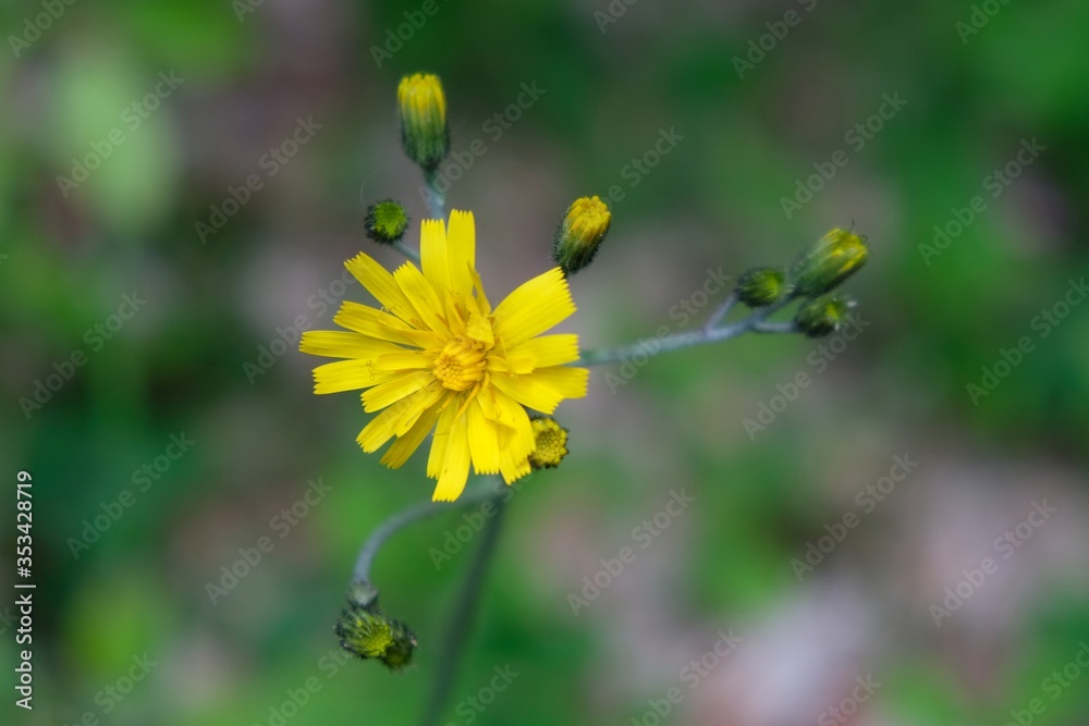 Close up of yellow flower Hieracium murorum in forest Close up of yellow flower Hieracium murorum in forest