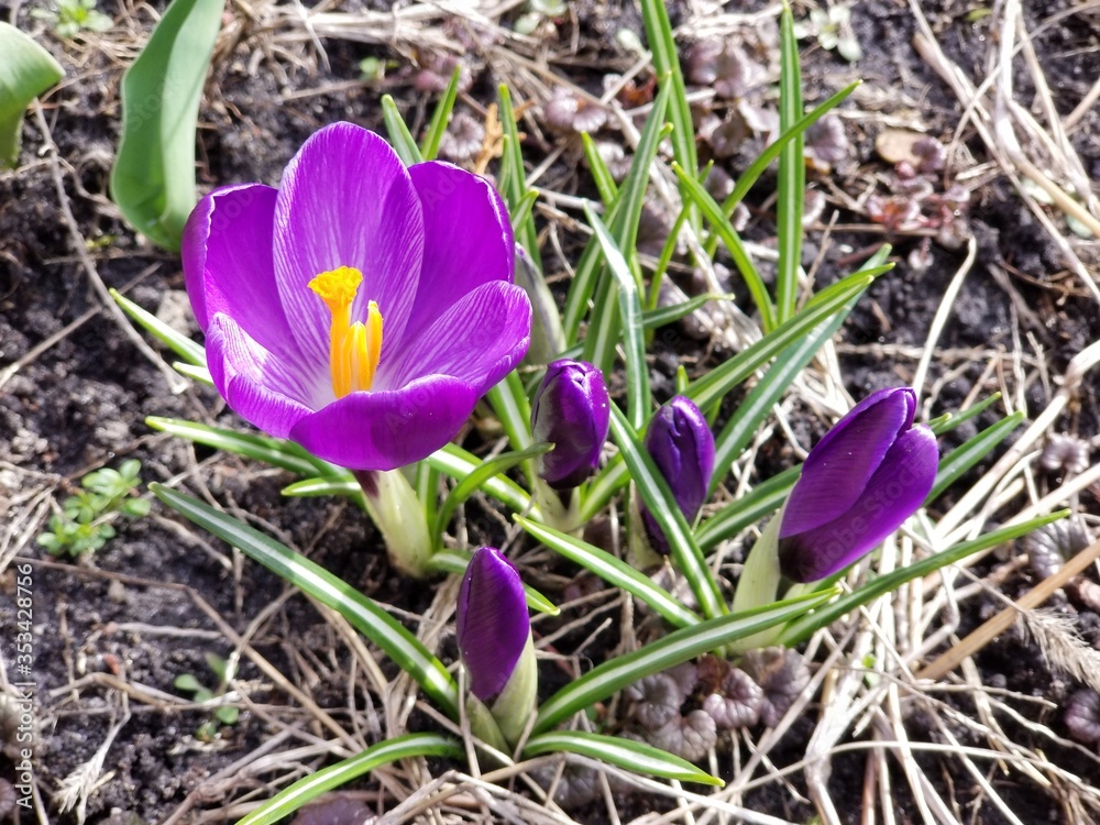 spring crocus flowers spring crocus flowers