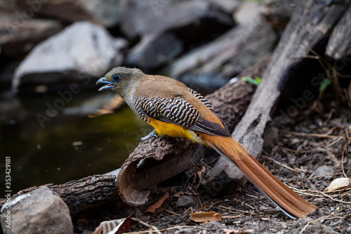 Orange - breasted Trogon photo