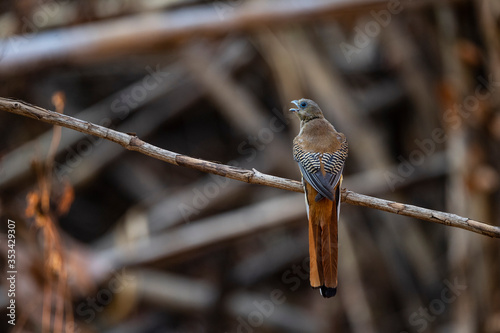 Orange - breasted Trogon photo