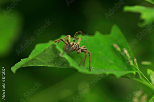 Grey spider sitting on green leaf © olena