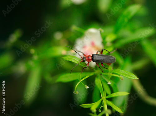 Portrait of cute spring beetle © olena