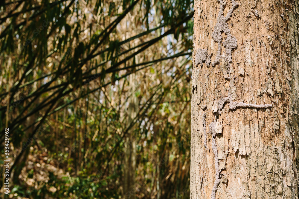 Teak Tree in Thailand precious hardwoods one of the last major areas of tropical forest in Asia Teak Tree in Thailand precious hardwoods one of the last major areas of tropical forest in Asia