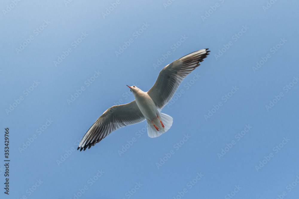 Obraz premium .sea ​​gulls in the sky over Mumbai