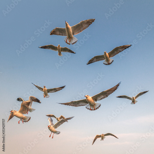 .sea ​​gulls in the sky over Mumbai photo