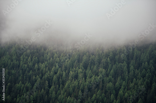 Forest in the Alps in the clouds.
