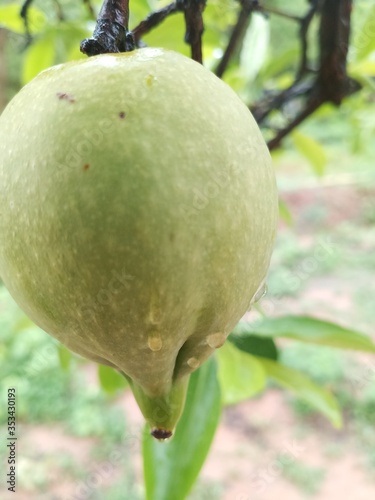 green apple on a tree