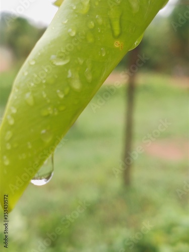 water drops on a leaf