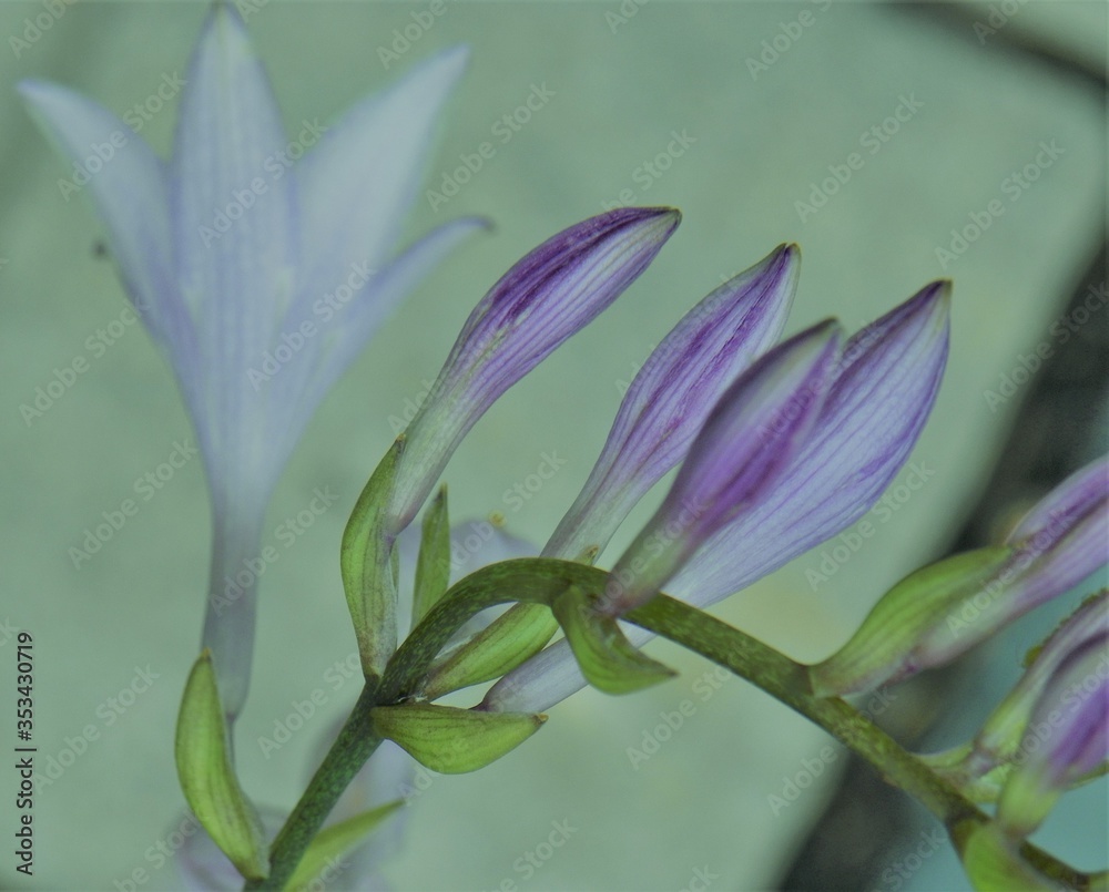 Obraz premium Purple Bell