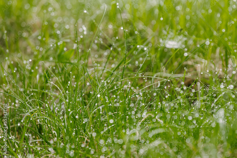 Drops of dew on the tips of grass. Drops of dew on the tips of grass.