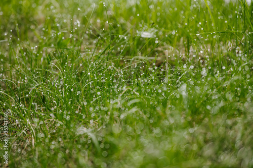 Drops of dew on the tips of grass.