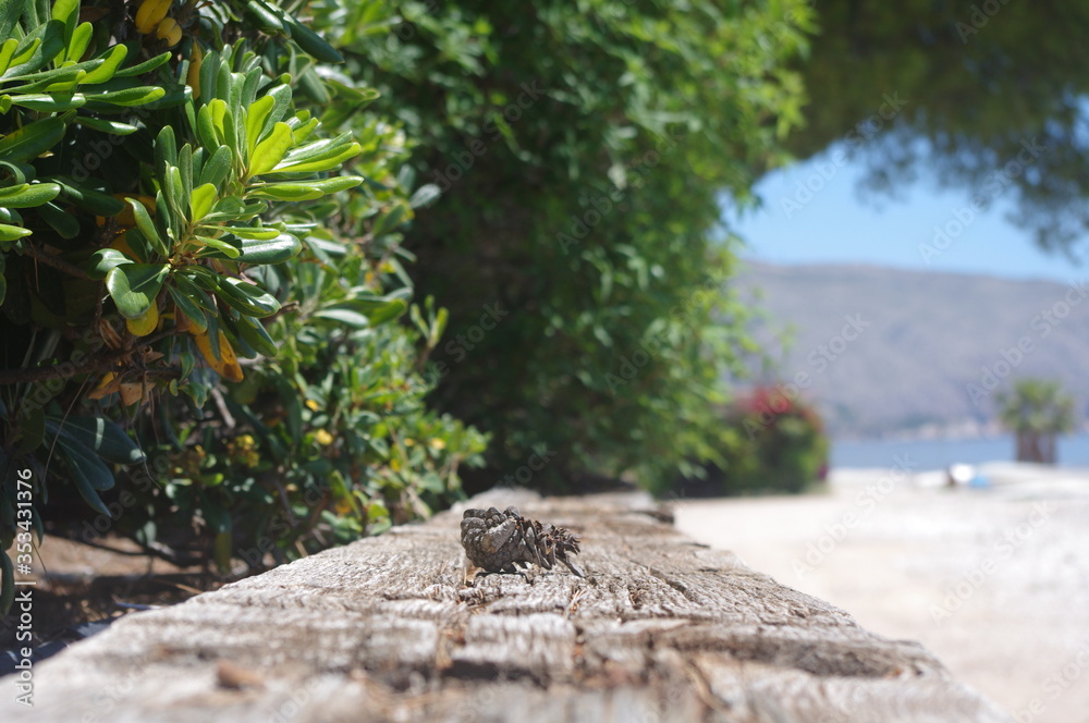 Obraz premium Pine cone at the beach
