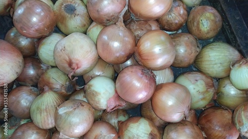Freshly harvested onion closeup background