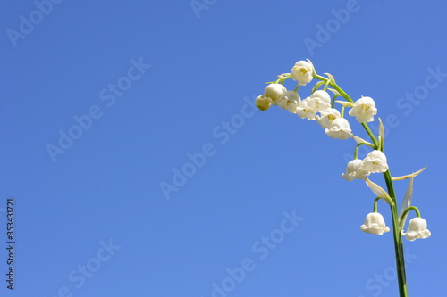 lily of the valley white flower on a background of blue sky