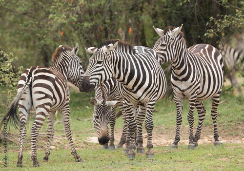 A herd of Zebras in the Savannah  Masai Mara  Kenya