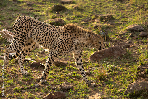 Closeup of a drenched Cheetah in the evening light at Masai Mara, Kenya © Dr Ajay Kumar Singh