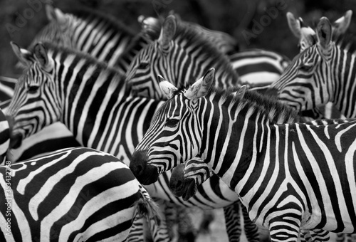 Closeup of stripes   Masai Mara  Kenya