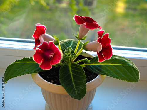 home flowers in a pot on the windowsill, home flower gloxinia photo