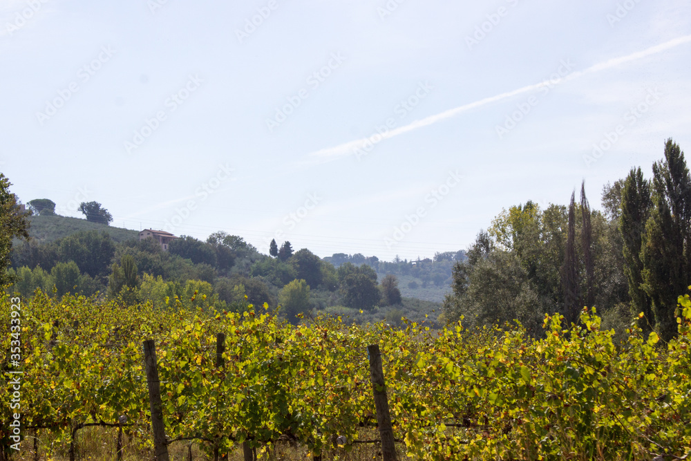 Vineyards in Italy