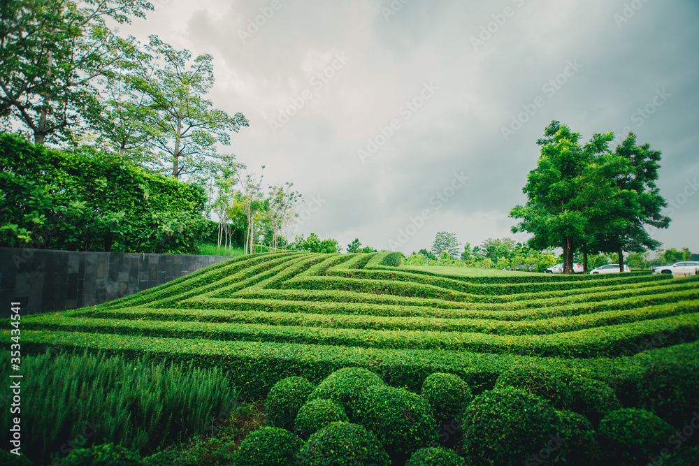 green tea plantation in thailand